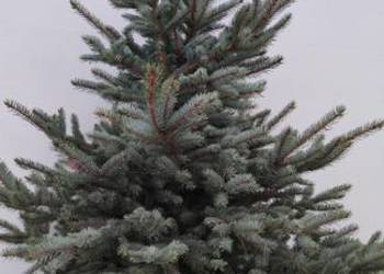 Choinki srebne Cięte lub w donicach TANIO