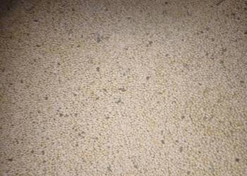 SPRZEDAM SOJE ODMIANA ABACA