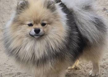 Pomeranian szpic miniaturowy zkwp FCI