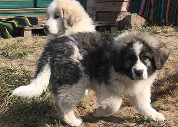 Mastif pirenejski - rodzinny molos stróżujący.