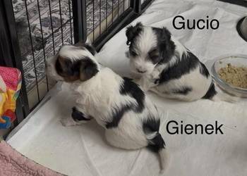 Yorkshire Trrier Biewer piesek Gucio