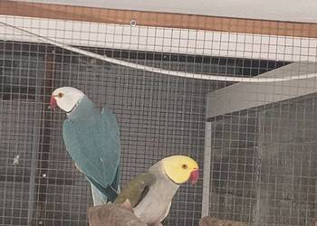 nimfy  aleksandretty obrozne