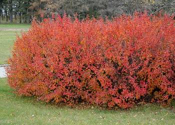 IRGA BŁYSZCZĄCA Cotoneaster lucidus NASIONA 500 sztuk - 10g.