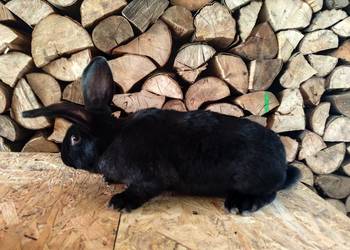 Króliki samiec 5.5 kg