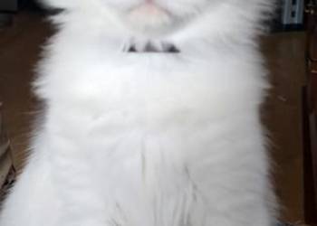 Kocięta mix Maine Coon i Ragdoll