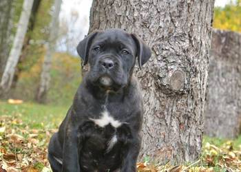 Szczeniaki Cane Corso ZKwP FCI