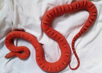 Wąż zbożowy, węże zbożowe, zbożówka SCALELESS - bez łusek - Warszawa