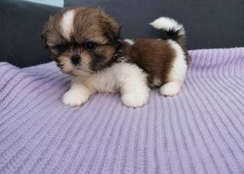 Mini sunia Bambi