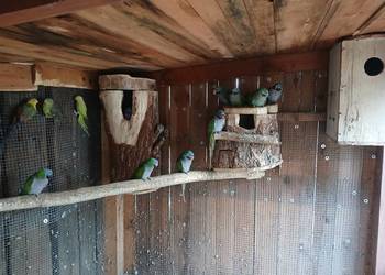 Aleksandretty Chinskie