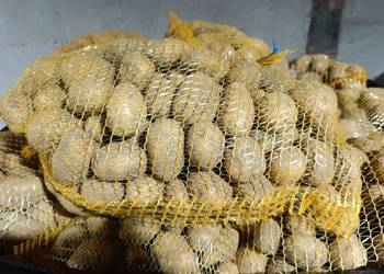 Sprzedam roczne ziemniaki Riviera i Colomba