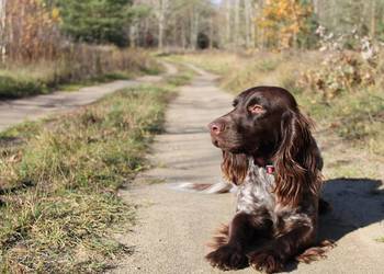Polski Spaniel Myśliwski - planowany miot