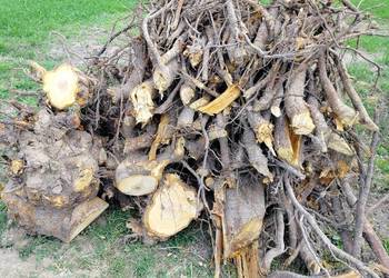 Korzeń czereśni – „Serce drewna”