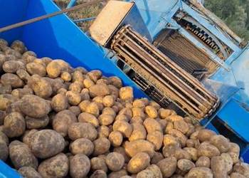 Ziemniaki jadalne żółte soraya corinna mariola z własnego gospodarstwa