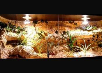 Terrarium pustynne dla gekona lamparciego żółwia greckiego