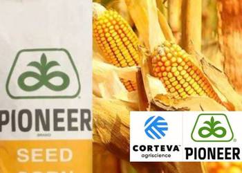 Kukurydza P8329 - nasiona 2025