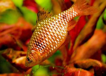 Brzanka różowa - Pethia conchonius - Barbus conchonius