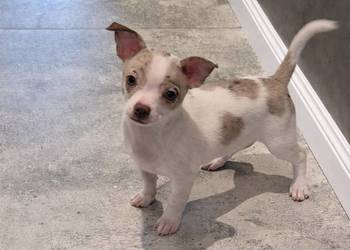 Chihuahua piesek merle z biały