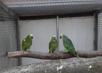 Sprzedam Amazonki niebieskoczelne