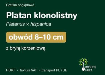 Platan klonolistny obwód 8-10 cm, z bryłą – HURT