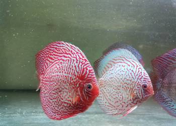 Paletki  - dyskowce (hodowla)