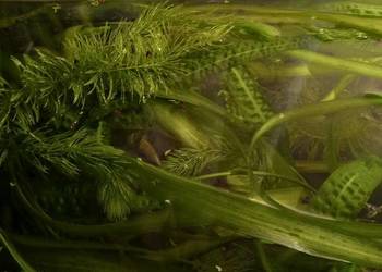 Rośliny Nurzaniec szeroki,Gałęzatka, Kryptokoryna,