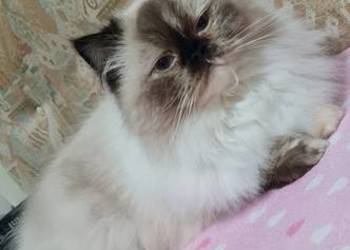 Sprzedam kotkę perską