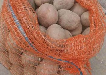 Sadzeniaki ziemniaków odmiana żółte Soraya i czerwone Bellarosa po centrali