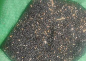 Rzepak pozostałość po sprzedaży