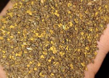 Nostrzyk biały nasiona Nostrzyk biały nasiona