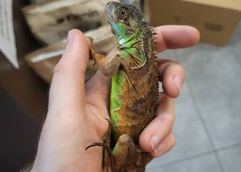 Legwan Igłana Czerwona - Sklep Zoologiczny