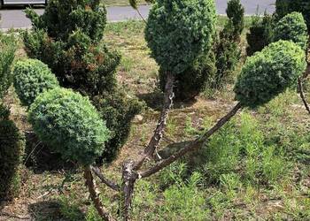 Jałowce strzyżone " bonsai"