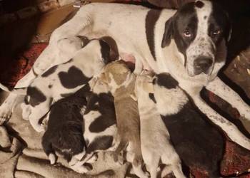 Owczarek Środkowoazjatycki