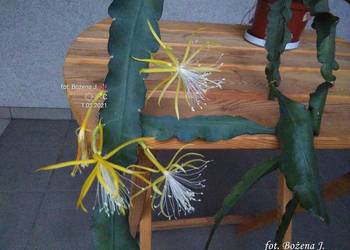 epiphyllum --- RARYTAS- NOWOŚĆ-- w Polsce mało znane- KAKTUS