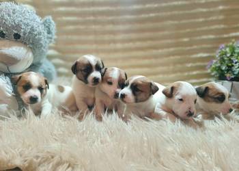 Jack Russell terrier fci