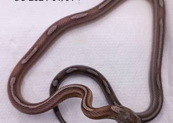 Wąż zbożowy Anerythristic Motley het. Amel ph. Diffused, Hypo.