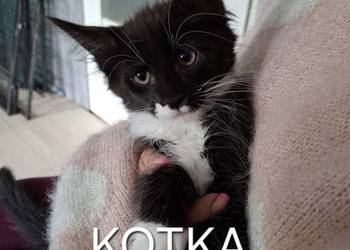 Koty Maine Coon