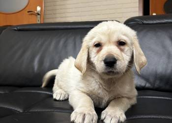 Labrador retriever