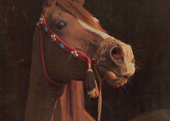 Konie - Marian Gadzalski