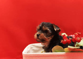 Alutka i siostry Yorkshire Terrier