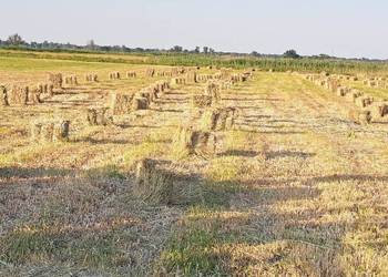 Witam sprzedam  siano w snopkach z lonki świeżo sprasowane