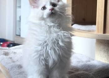 Maine Coon - Śliczna Nemezis !