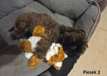 Sprzedam szczeniaczki Shih Tzu