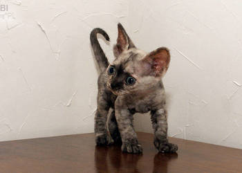 Koty Devon Rex Kot Rasy Devon Rex Na Sprzedaż Sprzedajemypl