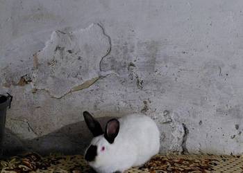 Samica Kalifnijski Czarny