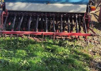 Isaria siewnik zbożowy