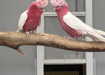 Kakadu Różowa Lutino para 22/21