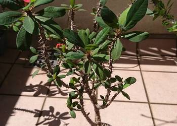 Wilczomlecz Euphorbia milii kwitnie sukulent roślina