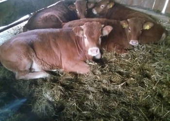 Sprzedam cieleta odsadki rasy LM