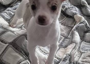 Chihuahua piesek merle z biały