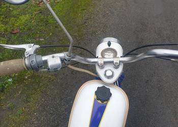 Komar sztywniak 2320